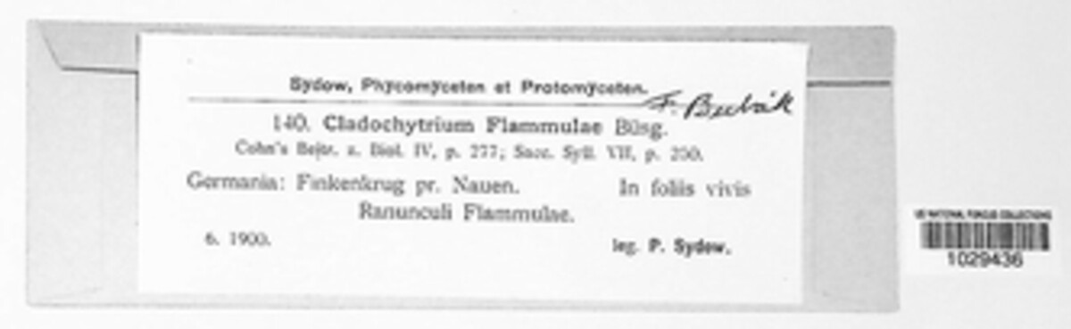 Cladochytrium flammulae image